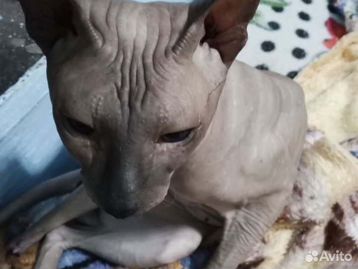 Донской сфинкс