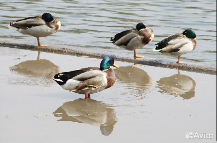 Мануальный объектив Nikkor-135\3.5