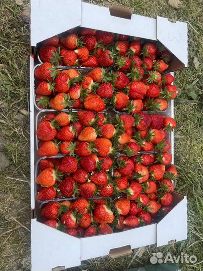 Свежая Клубника из Краснодара оптом от50кг Иркутск