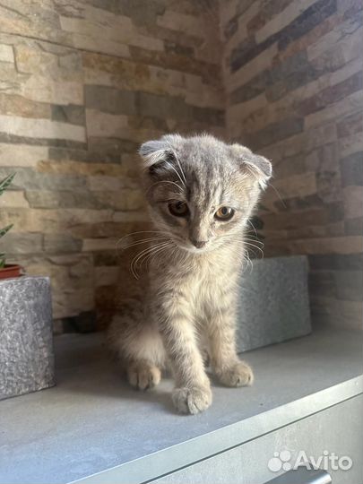 Серая вислоухая девочка шотландка