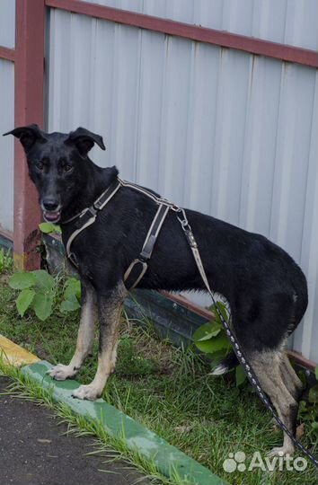Мэгги, собака из приюта в дар