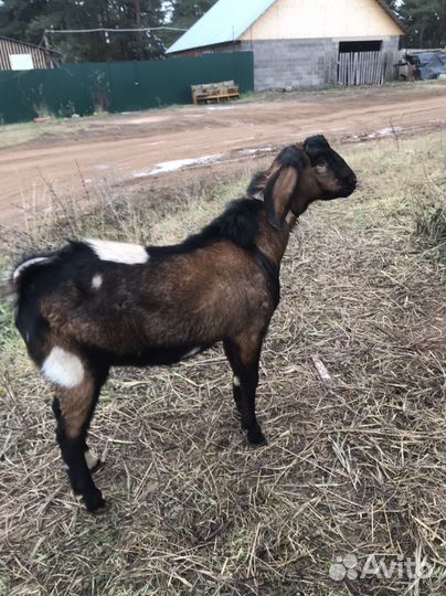 Вязка, козлик заанонубийский