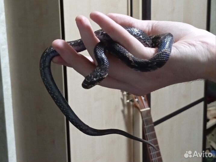 Амурский полоз