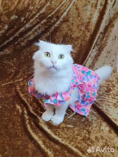 Белоснежная вислоухая кошка - в дар