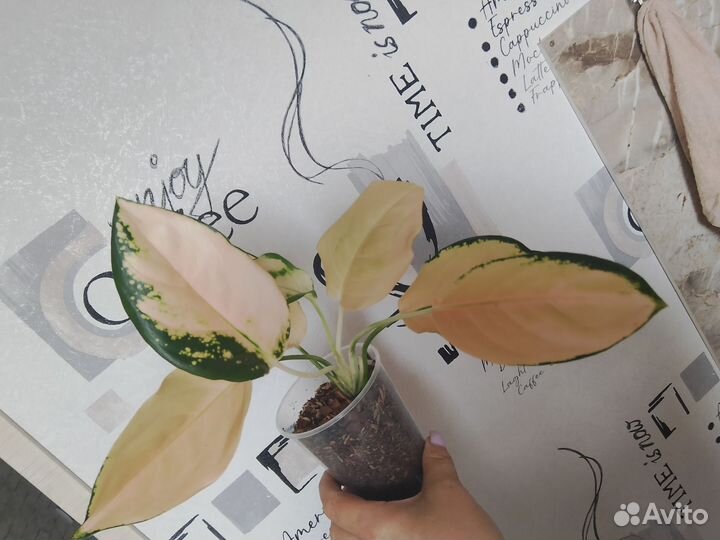 Аглаонемы тайские