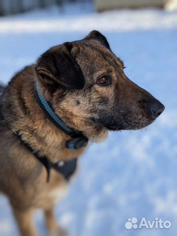 Фока ищет дом