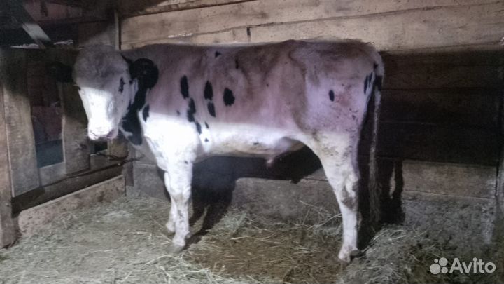 Продается бык мясной породы,можно на племя