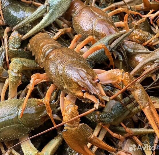Крупные Раки