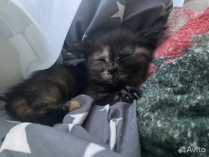 Отдам бесплатно в хорошие руки