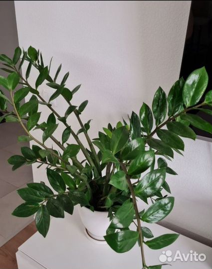 Замиокулькас