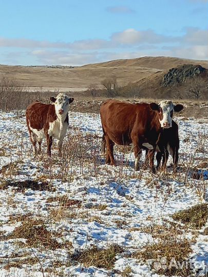 Продам Быков