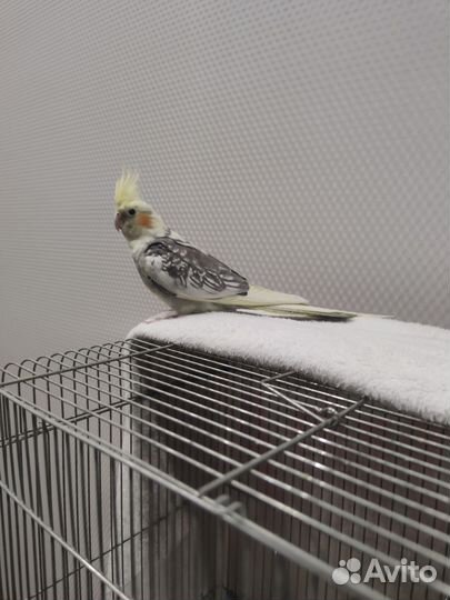 Девочки кореллы