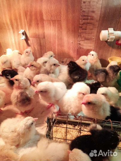 Цыплята