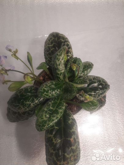 Стрептокарпус Симпатичная черепаха (Pretty turtle)