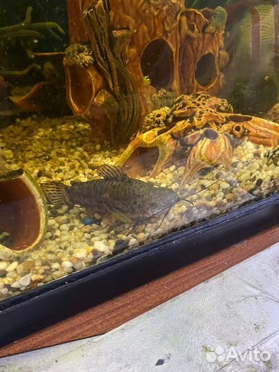 Сом таракатум