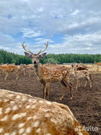 Уникальные экскурсии походы. Казань Гид Татарстан