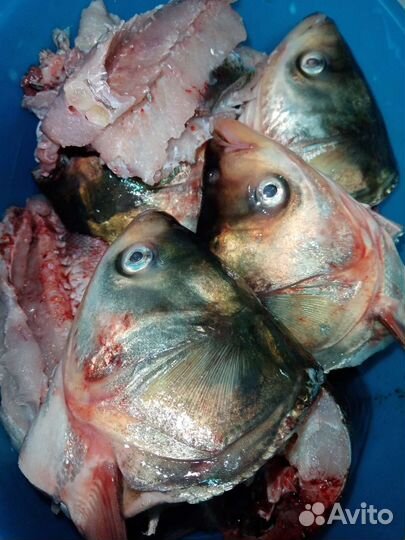 Корм для кошек