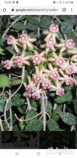 Хойя Бенгуэнзис