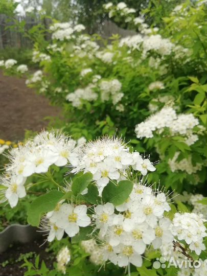 Спирея дубравколистная