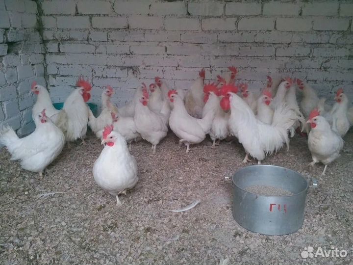 Куры несушки