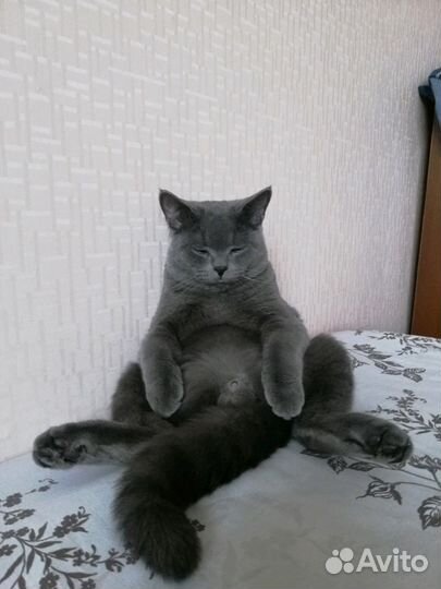 Британский кот, приглашает кошечку на вязку