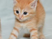 Рыжий котёнок -1.5 месяца в добрые руки