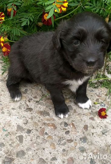 В добрые руки щенок