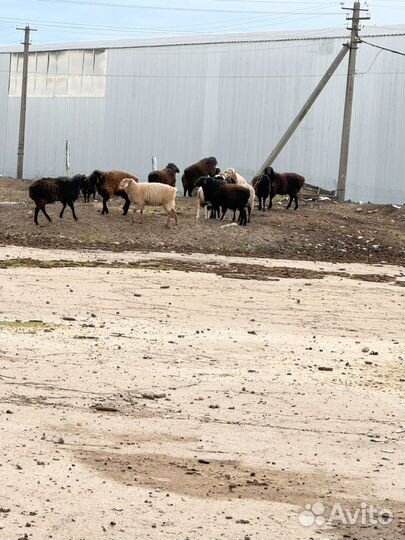 Курдючные бараны овцы
