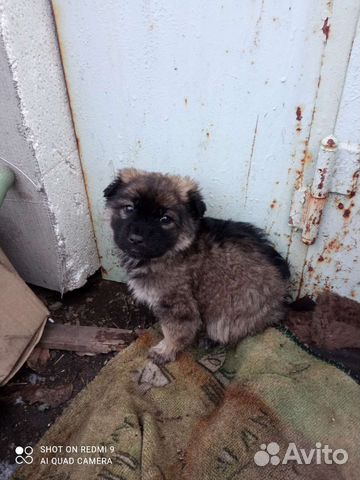 Кутята породистые