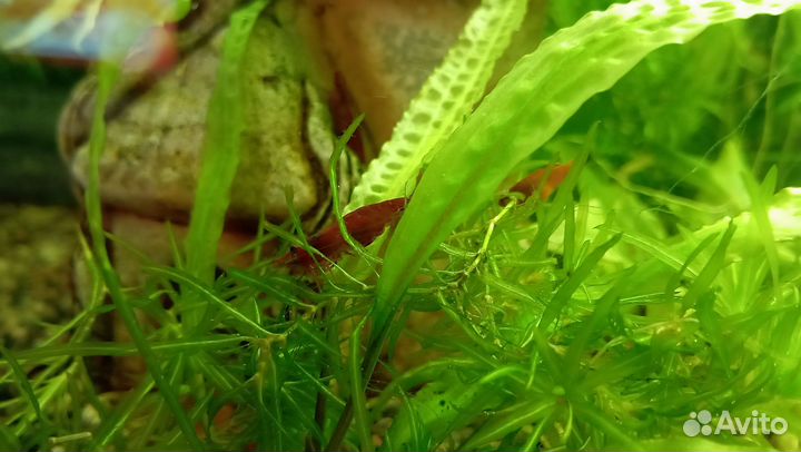 Аквариумные креветки