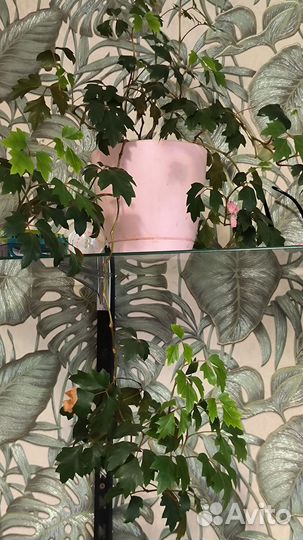 Циссус. Комнатная берёзка. Цветок домашний