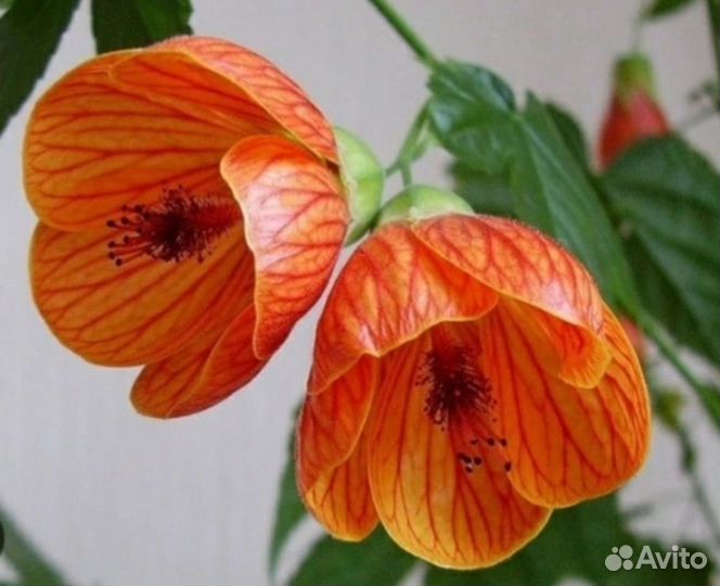 Клен комнатный абутилон