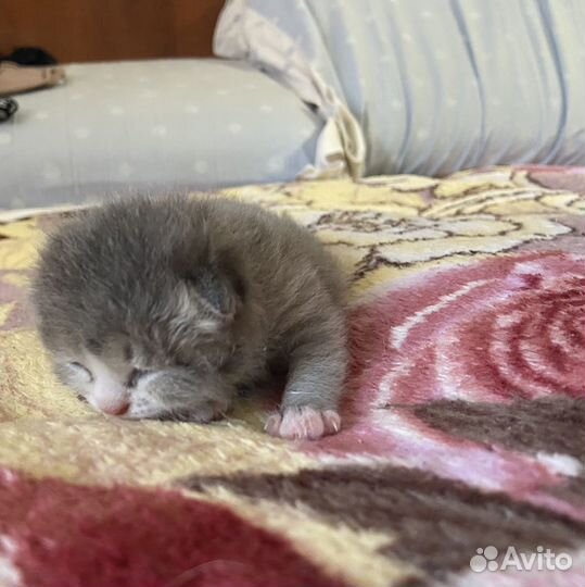 Отдам котенка в добрые руки