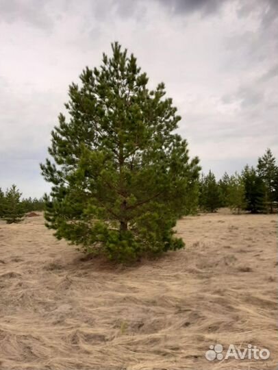 Сосна обыкновенная 5-7 м