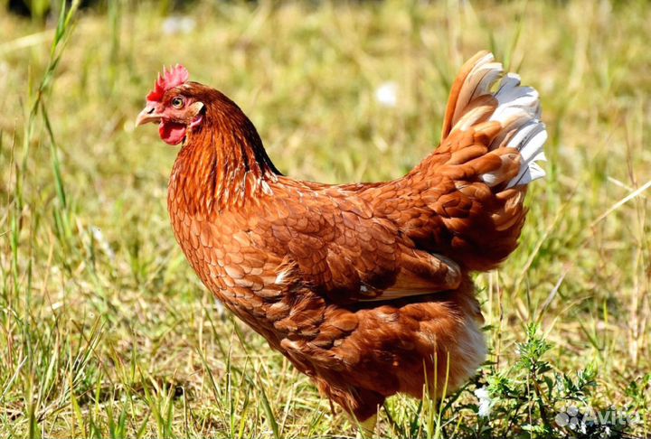 Куры несушки