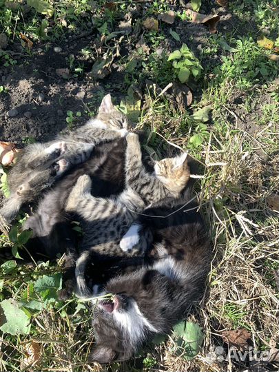 Котята в добрые руки