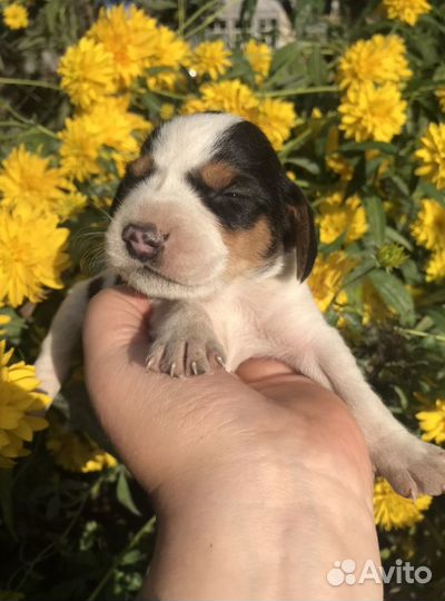 Эстонская гончая щенки