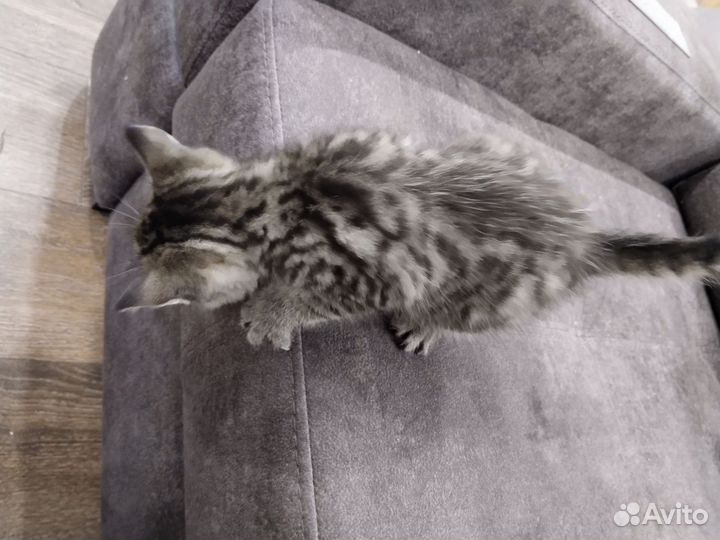 Котята мейн-кун