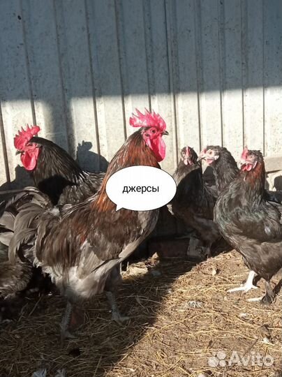 Куры, молодки