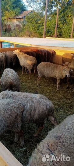 Овцы-бараны ягнята