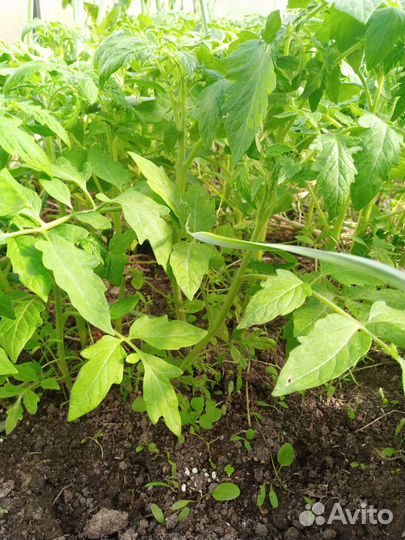 Рассада помидор