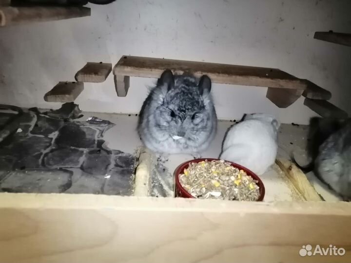 Королевская ангора