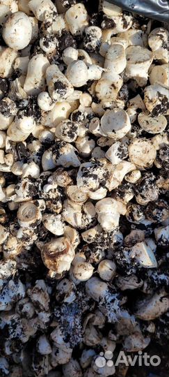 Удобрение от шампиньонов