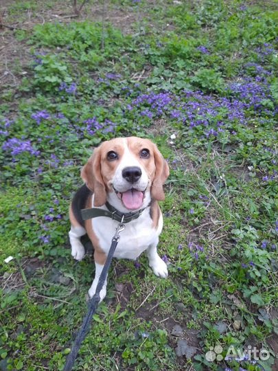 Бигль вязка