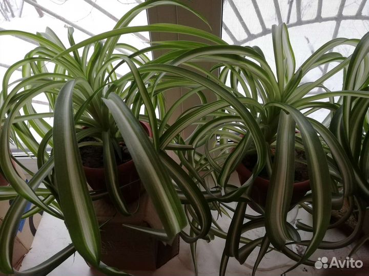 Хлорофитум Бонни кудрявый, 8 растений