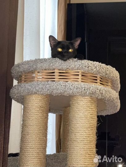 Кошка в дар бесплатно