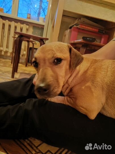 Найдена собака