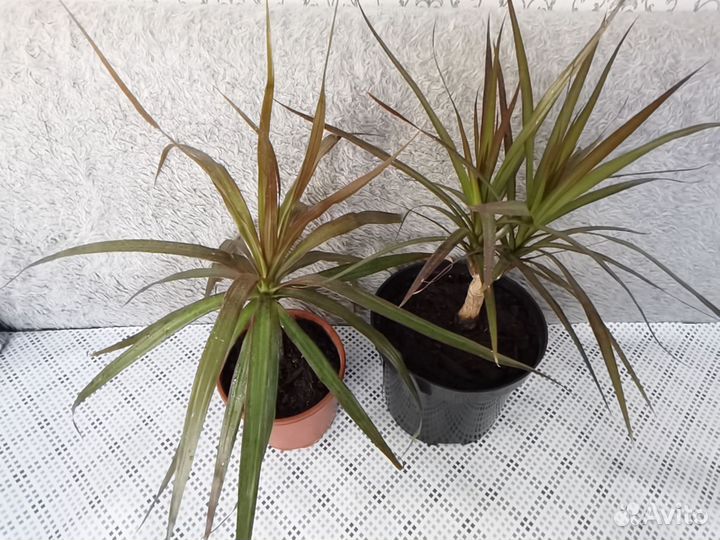 Комнатные растения. Драцены