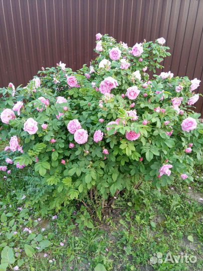 Роза парковая саженцы