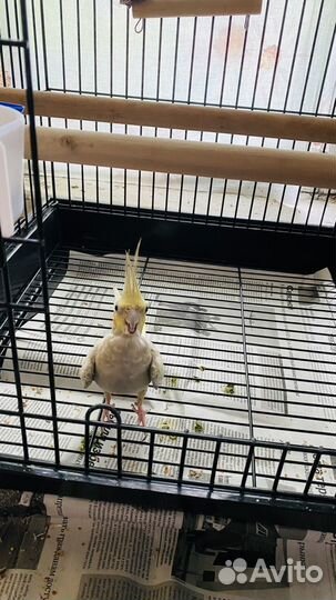 Попугай корелла